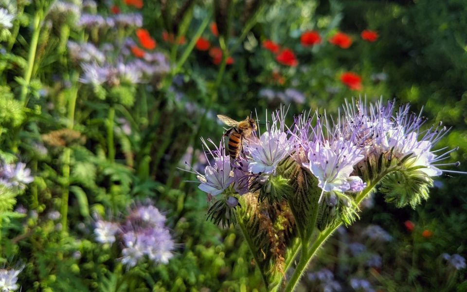 CONTAO_NATURE_THEME_Biene_an_Bienenfreund