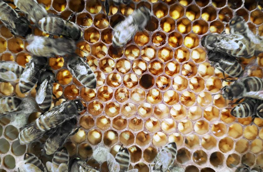 CONTAO_NATURE_THEME_Bienen-auf-Honigwaben